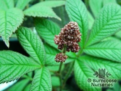 RODGERSIA   