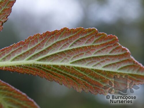 RODGERSIA 'Chocolate Wing'  