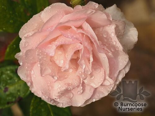 ROSA 'A Whiter Shade of Pale'  