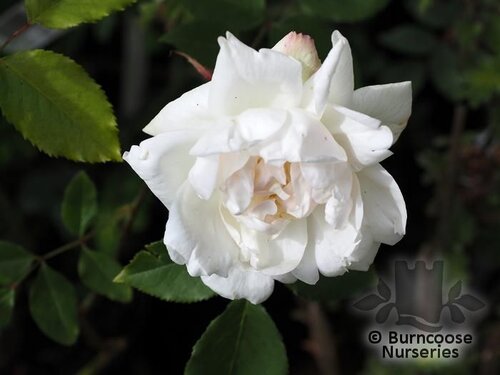 ROSA 'Madame Alfred Carrière'  