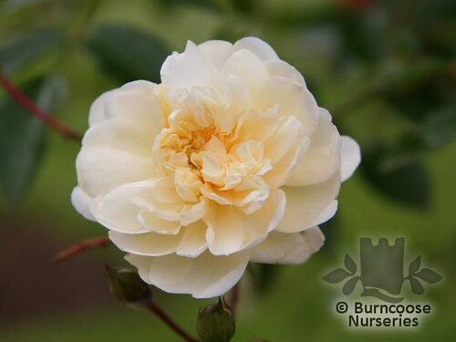 ROSA 'Alberic Barbier'  