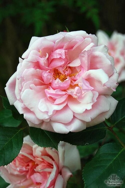 ROSA 'Albertine'  