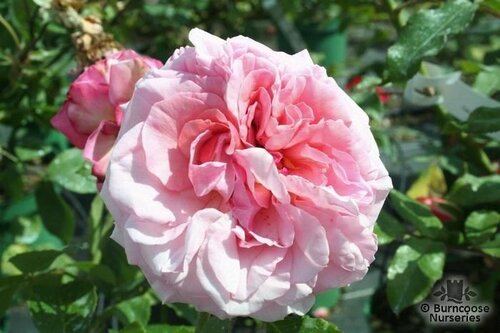 ROSA 'Aloha'  