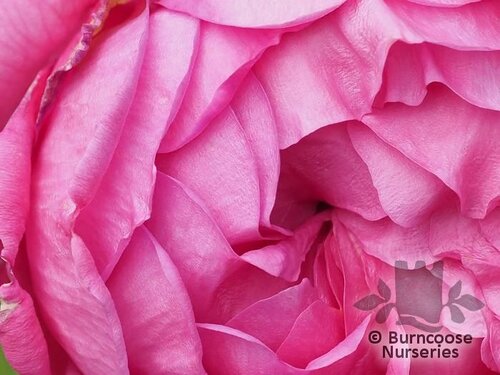 ROSA 'Anuschka'  