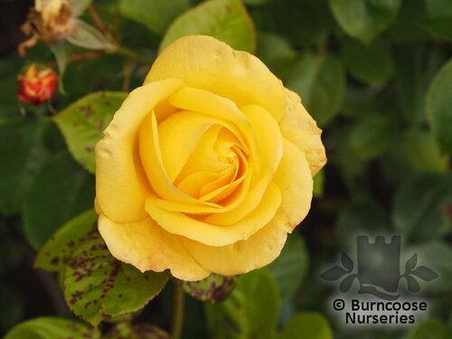 ROSA 'Arthur Bell'  