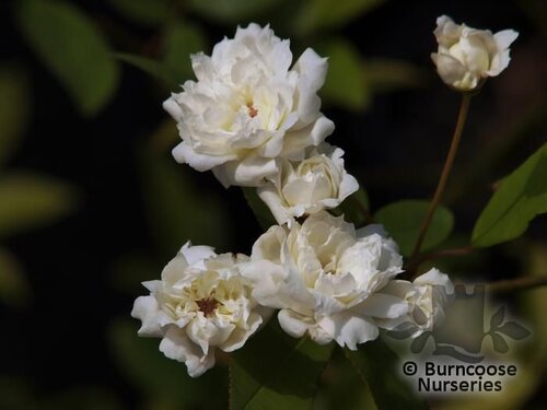 ROSA banksiae 'Alba Plena' 