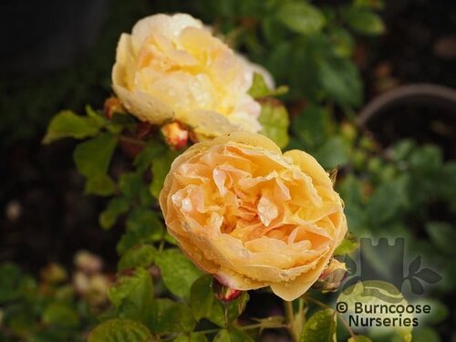ROSA 'Belle de Jour'  