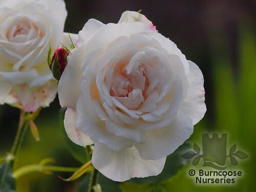 ROSA 'Boule de Neige'  