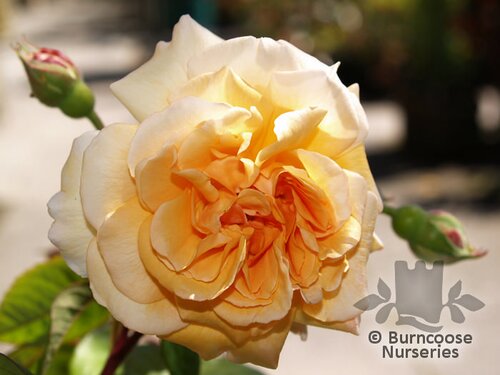 ROSA 'Buff Beauty'  