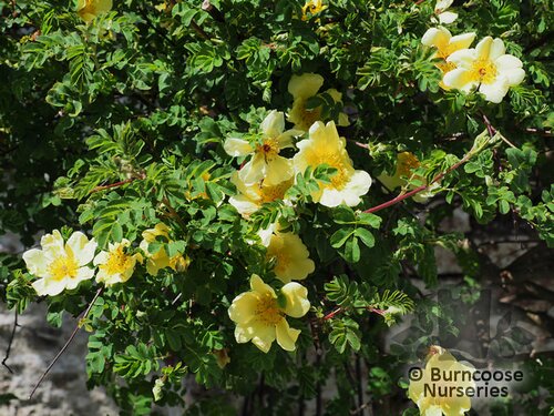 ROSA 'Canary Bird'  