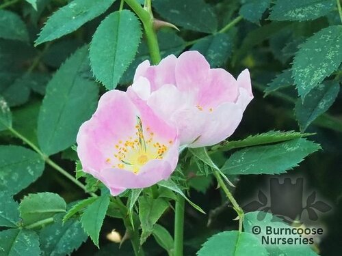 ROSA canina  