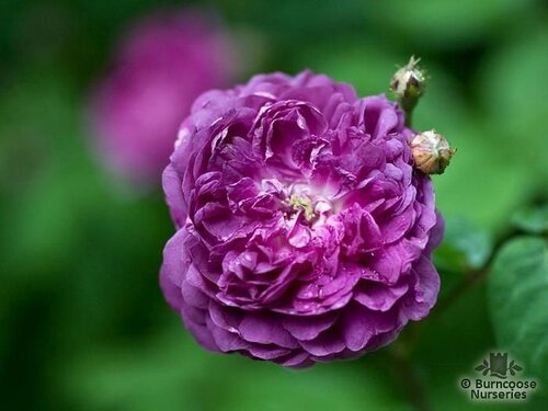 ROSA 'Cardinal de Richelieu'  