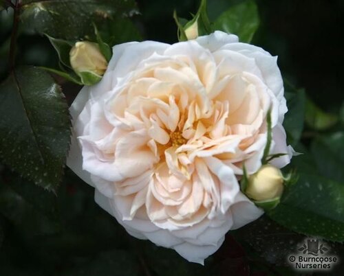ROSA 'Champagne Moment'  