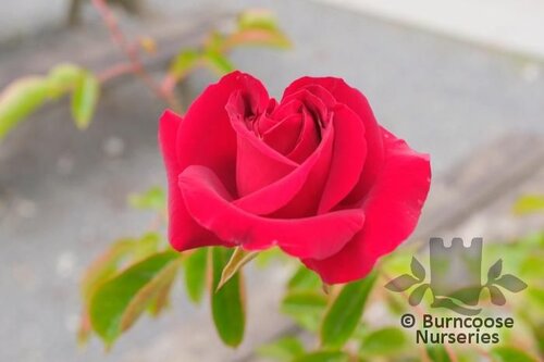 ROSA 'Chilterns'  