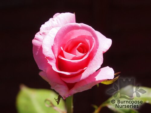 ROSA 'Congratulations'  