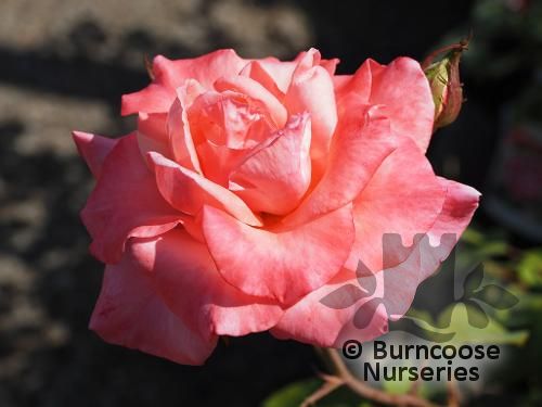 ROSA 'Congratulations'  