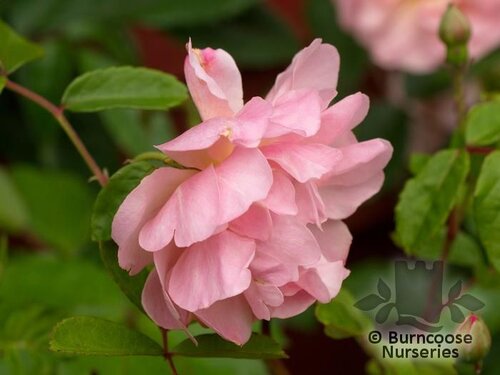 ROSA 'Cornelia'  