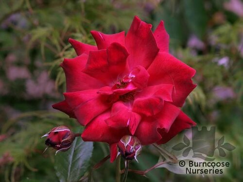 ROSA 'Danse du Feu'  
