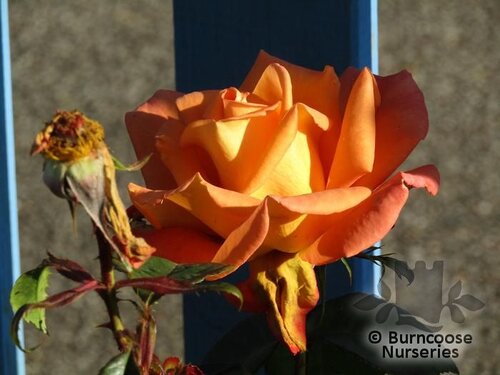 ROSA 'Dawn Chorus'  