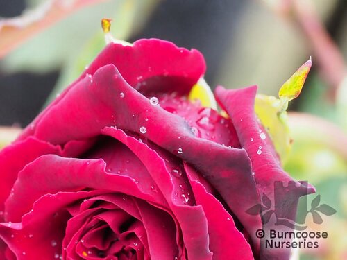 ROSA 'Deep Secret'  