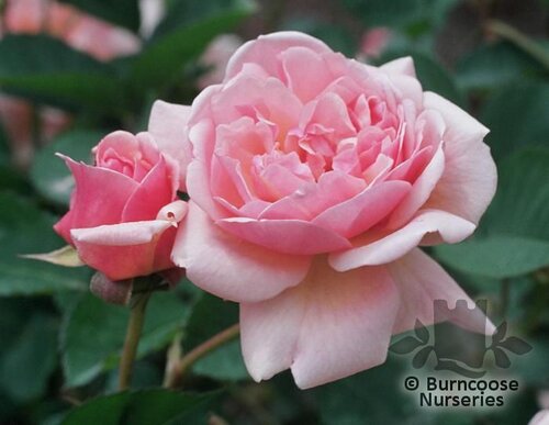ROSA 'Felicia'  