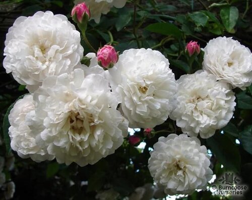 ROSA 'Felicite et Perpetue'  