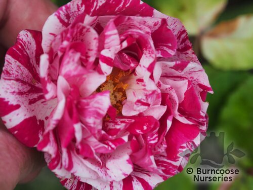 ROSA 'Ferdinand Pichard'  