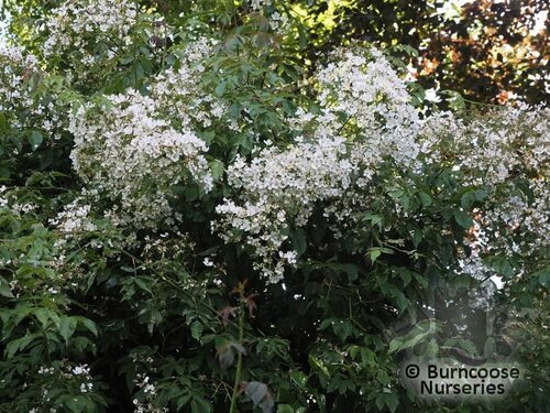 ROSA filipes 'Kiftsgate' 