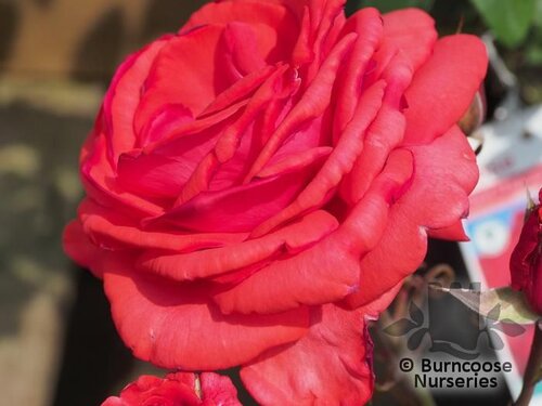 ROSA 'Fragrant Cloud'  