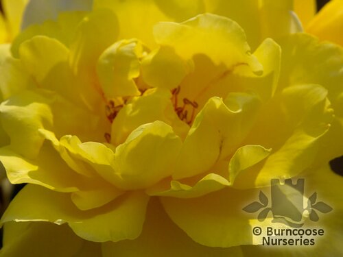 ROSA 'Golden Showers'  