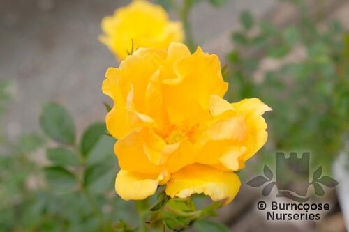 ROSA 'Gwent'  