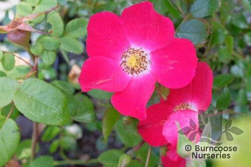 ROSA 'Hampshire'  