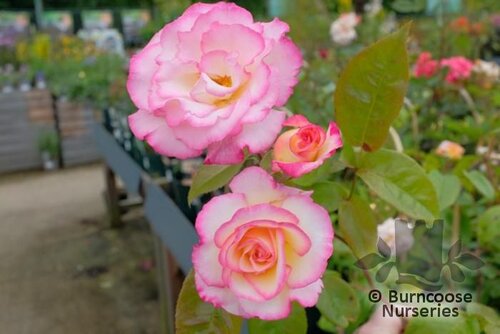 ROSA 'Handel'  
