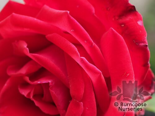 ROSA 'Happy Ruby Wedding'  