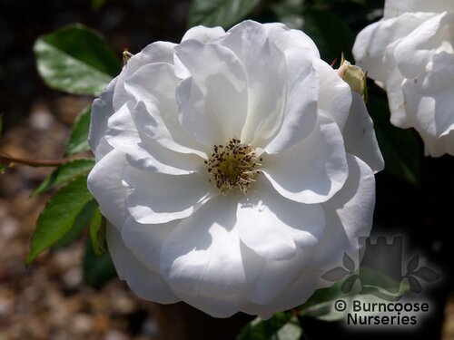 ROSA 'Iceberg'  