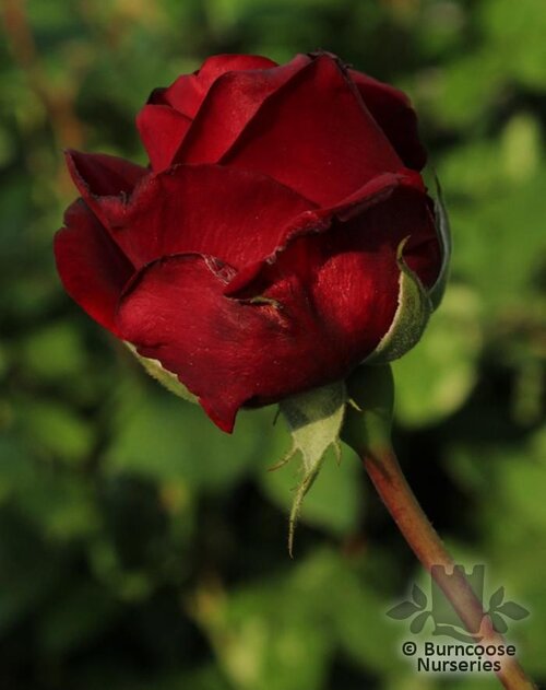 ROSA 'Ingrid Bergman'  