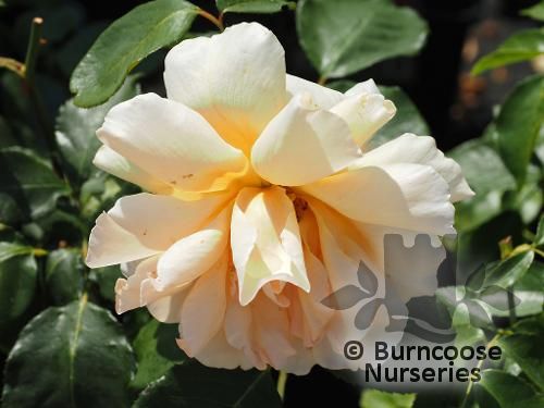 ROSA 'Just Joey'  