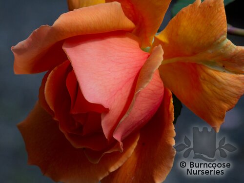 ROSA 'Just Joey'  