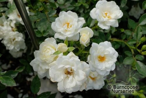 ROSA 'Kent'  
