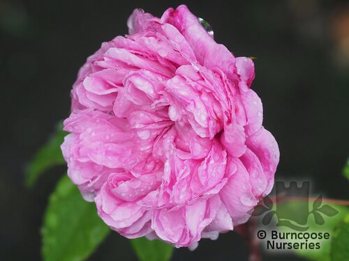 ROSA 'Marchesa Boccella'  