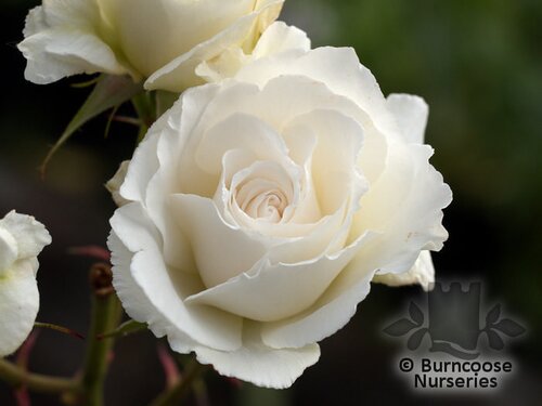 ROSA 'Margaret Merril'  