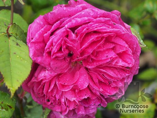 ROSA 'Madame Isaac Péreire'  