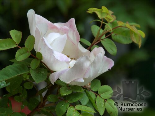 ROSA moyesii 'Nevada' 