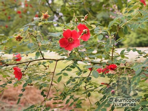 ROSA moyesii 'Geranium' 
