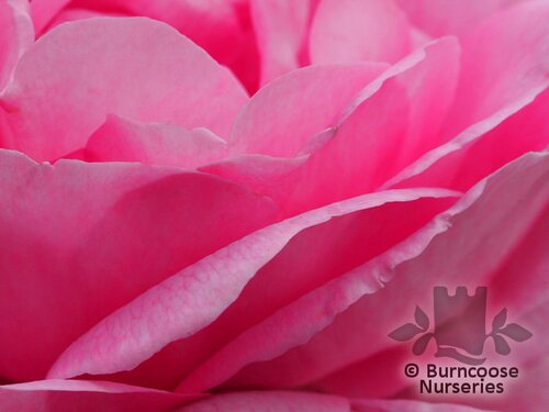 ROSA 'Mum in a Million'  