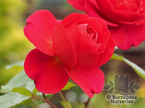 ROSA 'My Dad'  