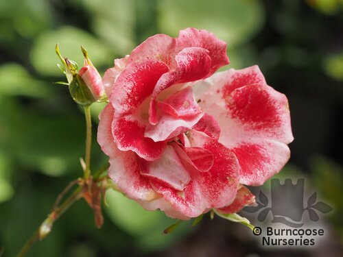 ROSA 'My Mum'  