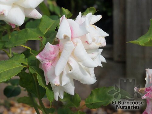ROSA 'Pascali'  