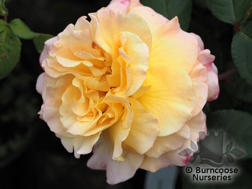 ROSA 'Perfect Harmony'  