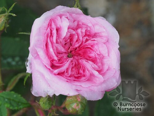 ROSA 'Queen of Denmark'  